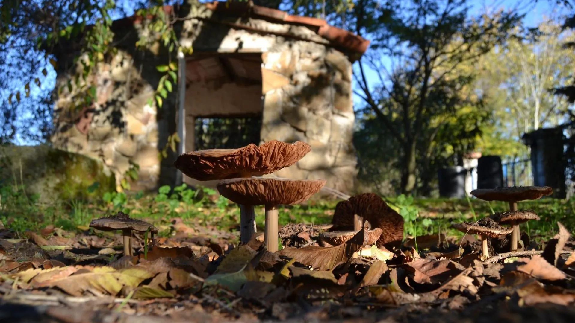 Casa Rural Cortijo Del Zoco Bajo Pozoblanco